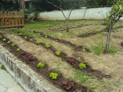 Início do cultivo da horta